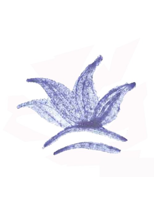 COLORANT  POUDRE BLEU CELESTE P82