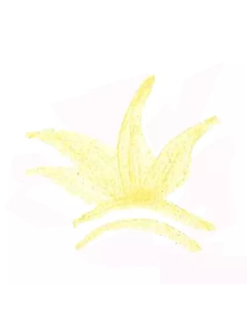 COLORANT POUDRE JAUNE P125