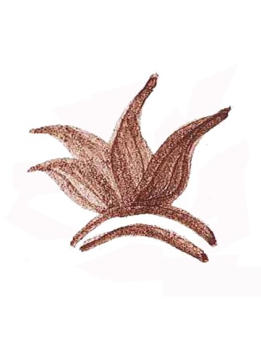 COLORANT POUDRE MARRON P142