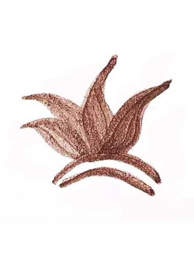 COLORANT POUDRE MARRON P142