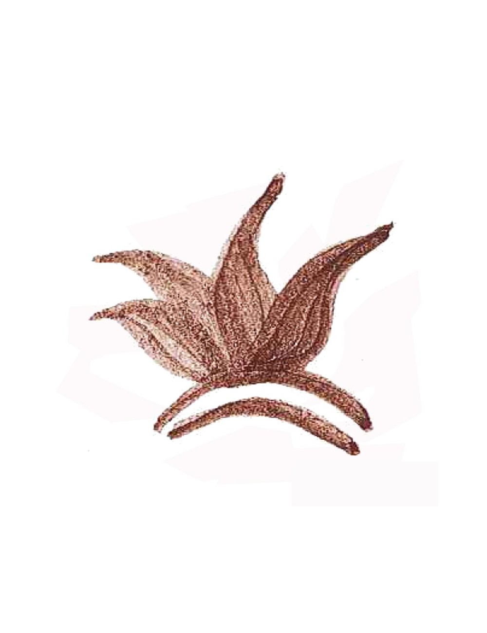 COLORANT POUDRE MARRON P142