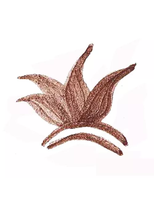 COLORANT POUDRE MARRON P142