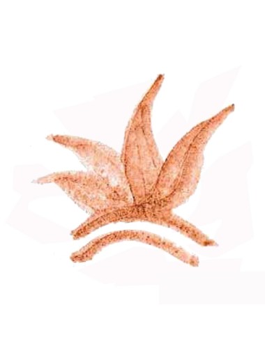 COLORANT POUDRE MARRON ROUGE P161