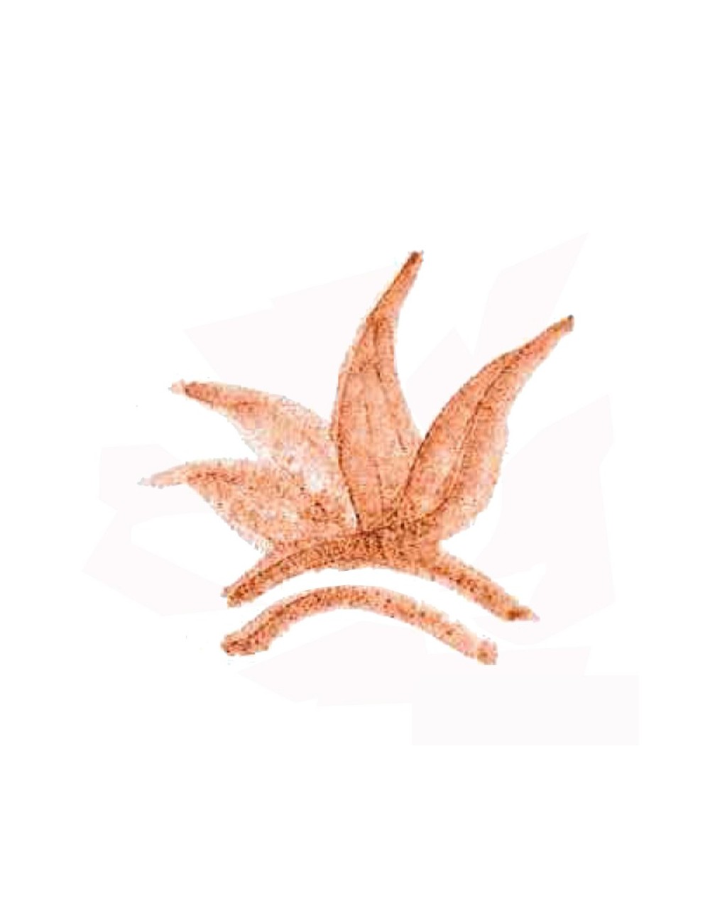 COLORANT POUDRE MARRON ROUGE P161