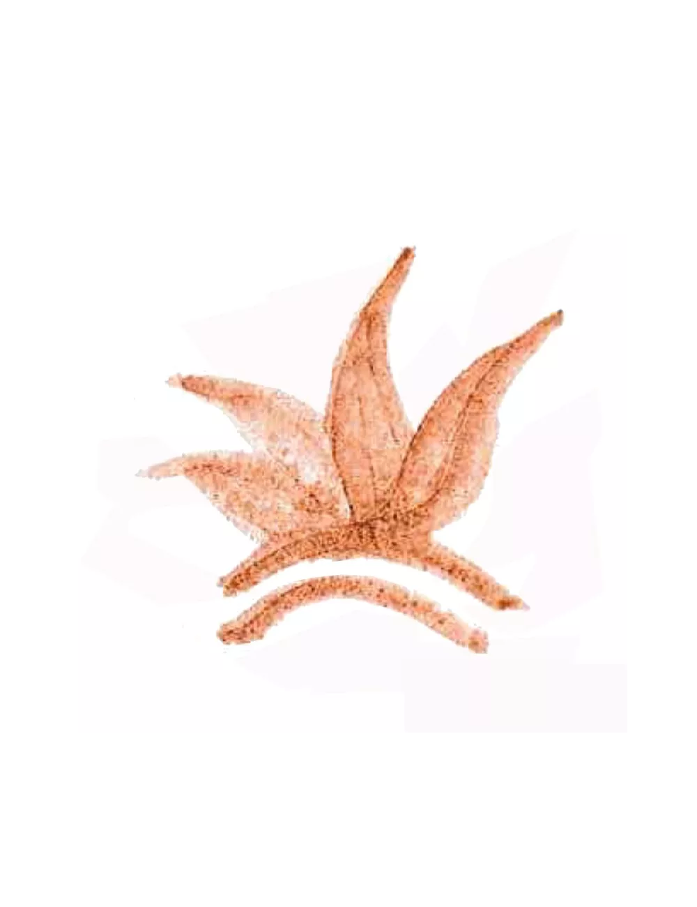 COLORANT POUDRE MARRON ROUGE P161