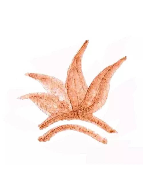 COLORANT POUDRE MARRON ROUGE P161