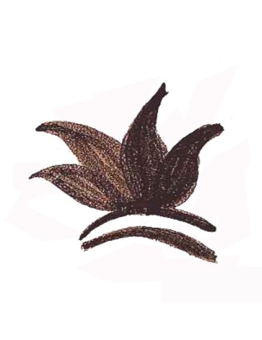 COLORANT POUDRE NOIR BRUN MASSE P120