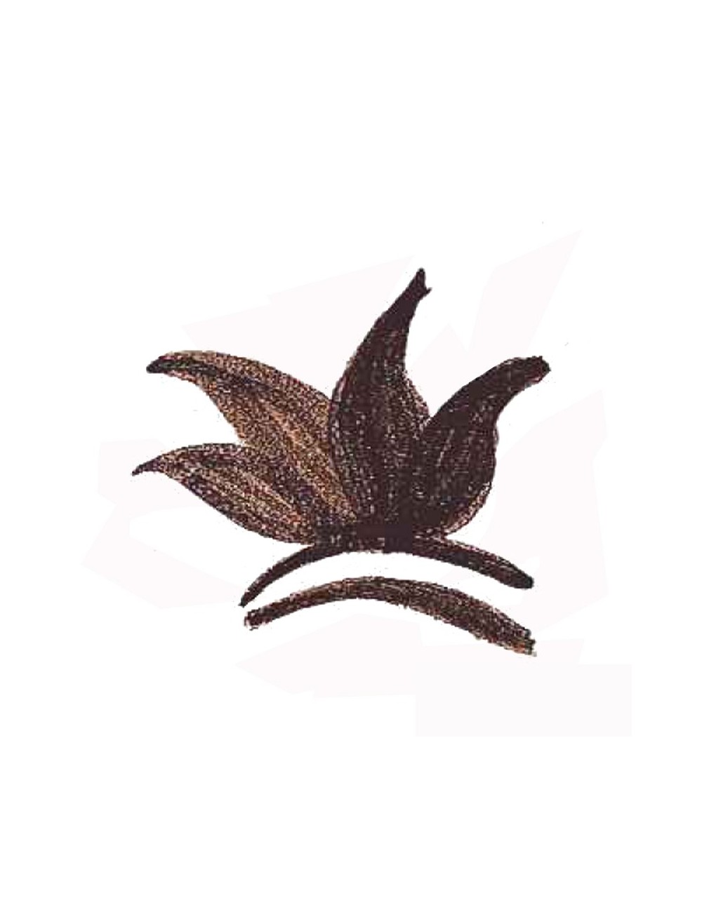 COLORANT POUDRE NOIR BRUN MASSE P120