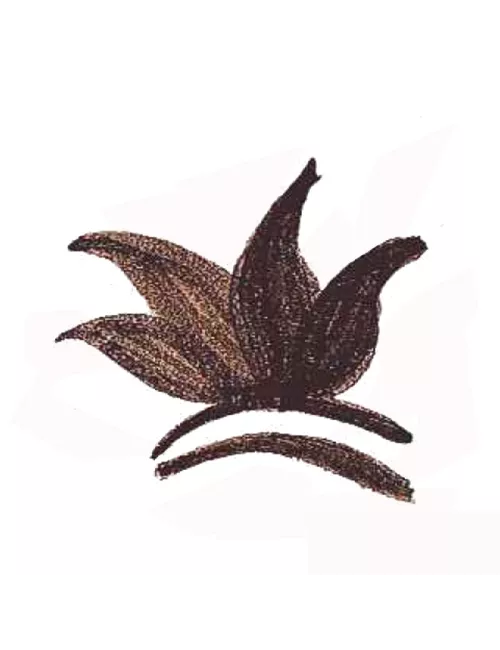 COLORANT POUDRE NOIR BRUN MASSE P120