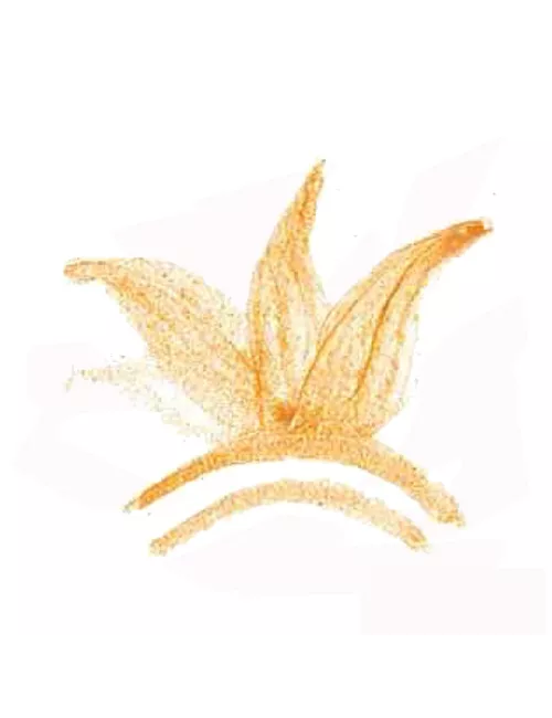 COLORANT POUDRE  OCRE ROSE P62