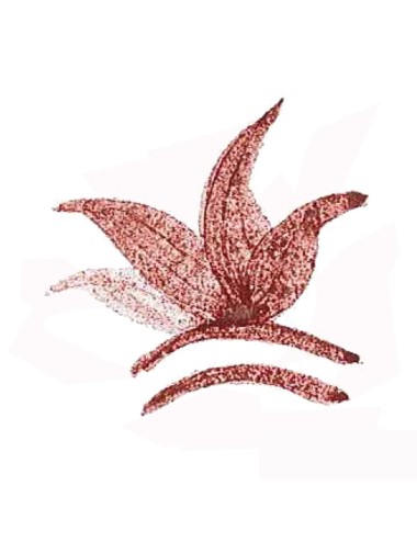 COLORANT POUDRE ROUGE SANG DE TAUREAU P162