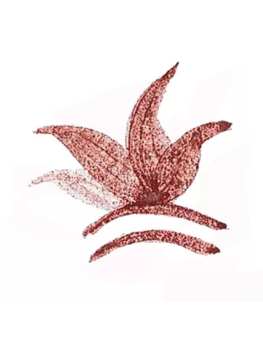 COLORANT POUDRE ROUGE SANG DE TAUREAU P162