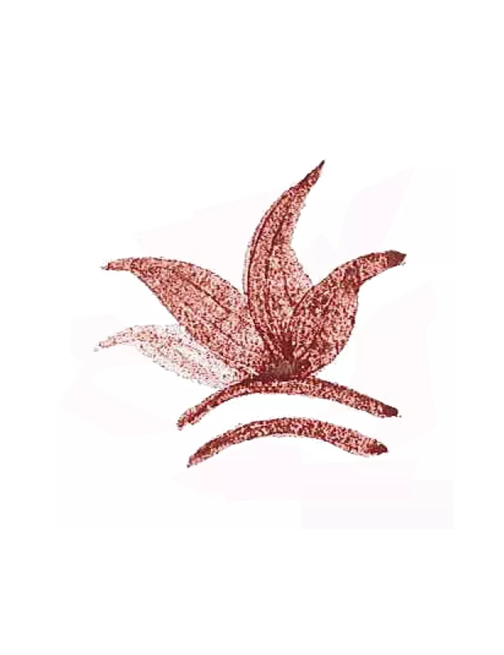 COLORANT POUDRE ROUGE SANG DE TAUREAU P162