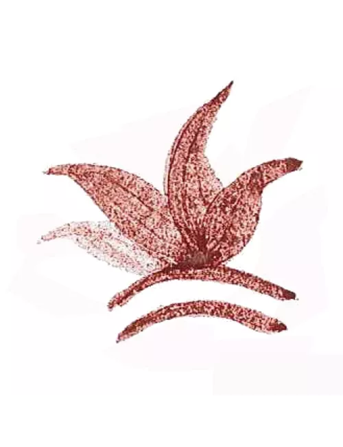 COLORANT POUDRE ROUGE SANG DE TAUREAU P162