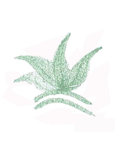 COLORANT POUDRE VERT NIS BLEUTÉ P32