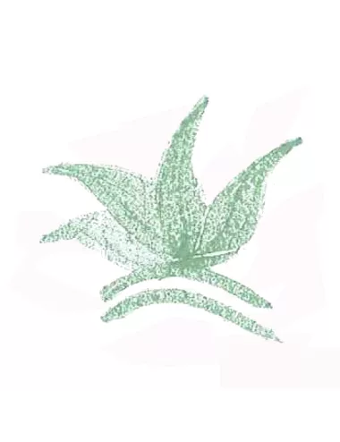 COLORANT POUDRE VERT OCEAN P32