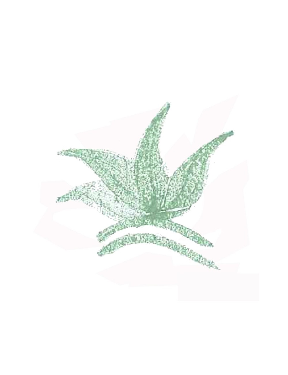 COLORANT POUDRE VERT NIS BLEUTÉ P32