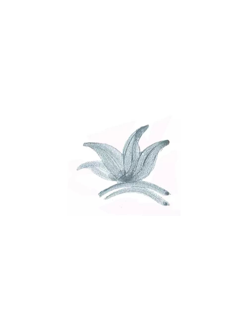COLORANT POUDRE GRIS P35