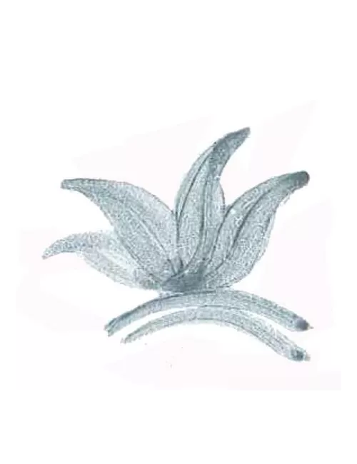 COLORANT POUDRE GRIS P35