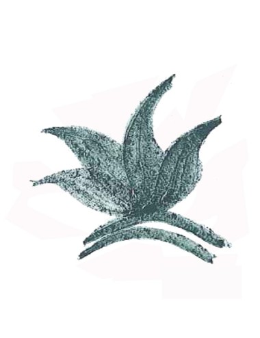 COLORANT POUDRE VERT FONCÉ MASSE P24