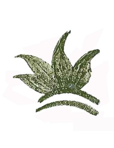 COLORANT POUDRE VERT FONCÉ P46