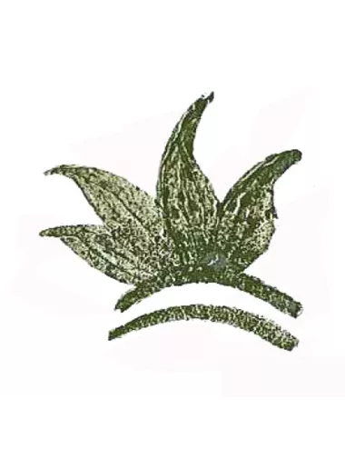 COLORANT POUDRE VERT FONCÉ P46