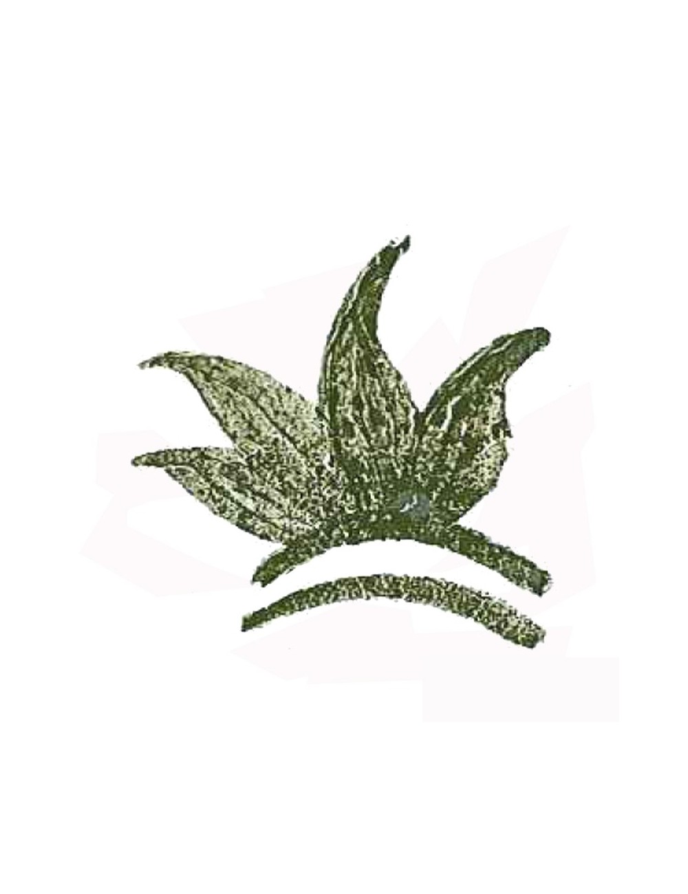 COLORANT POUDRE VERT FONCÉ P46