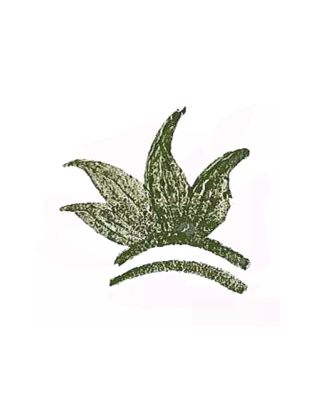 COLORANT POUDRE VERT FONCÉ P46