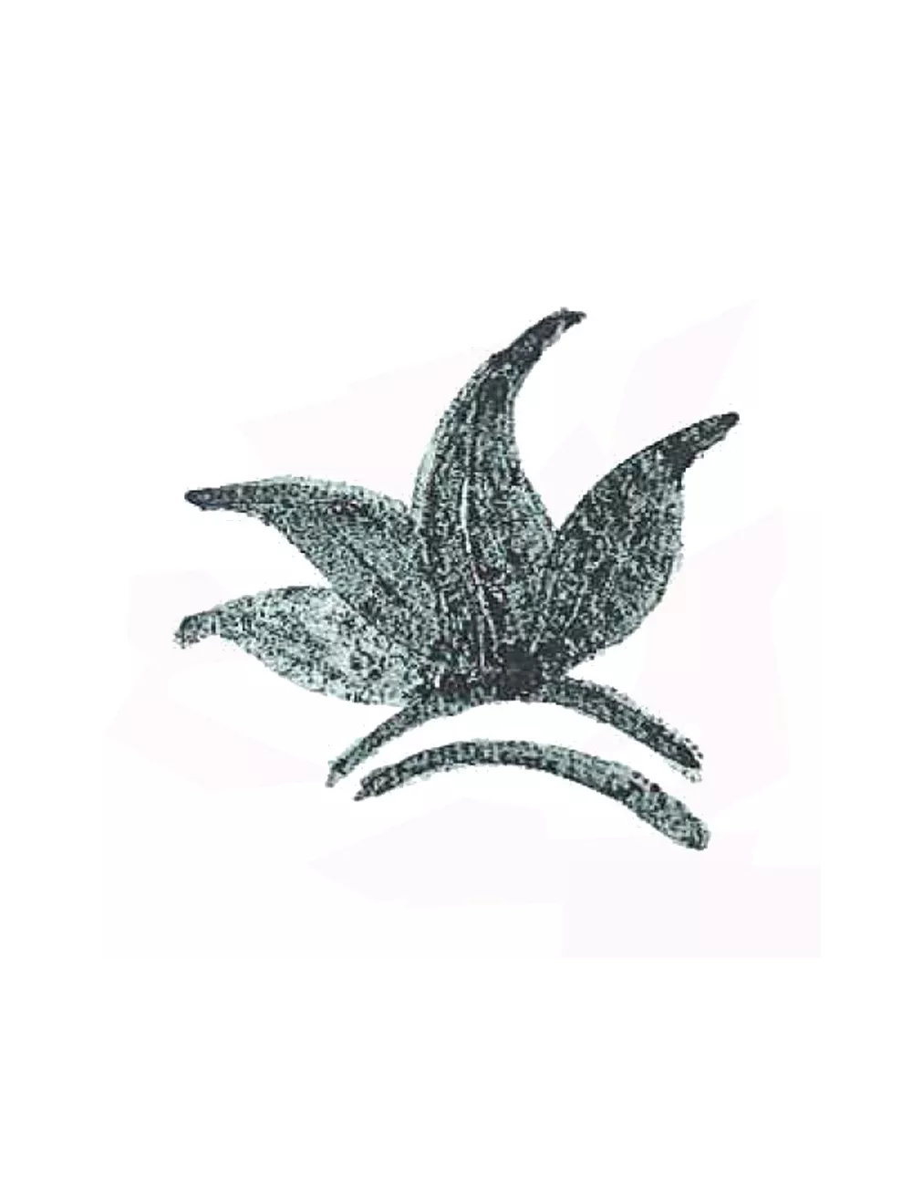 COLORANT POUDRE VERT FONCÉ P29