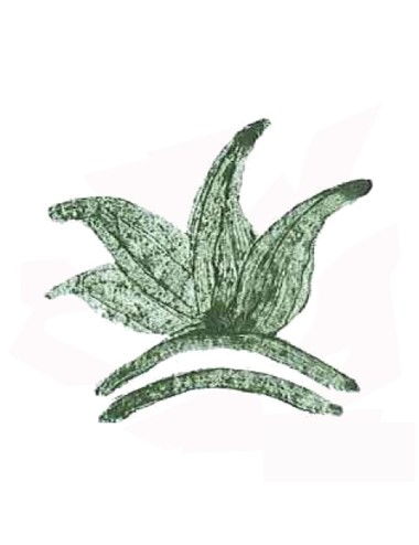 COLORANT POUDRE VERT PERSAN P214