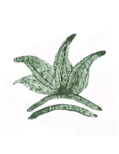 COLORANT POUDRE VERT PERSAN P214