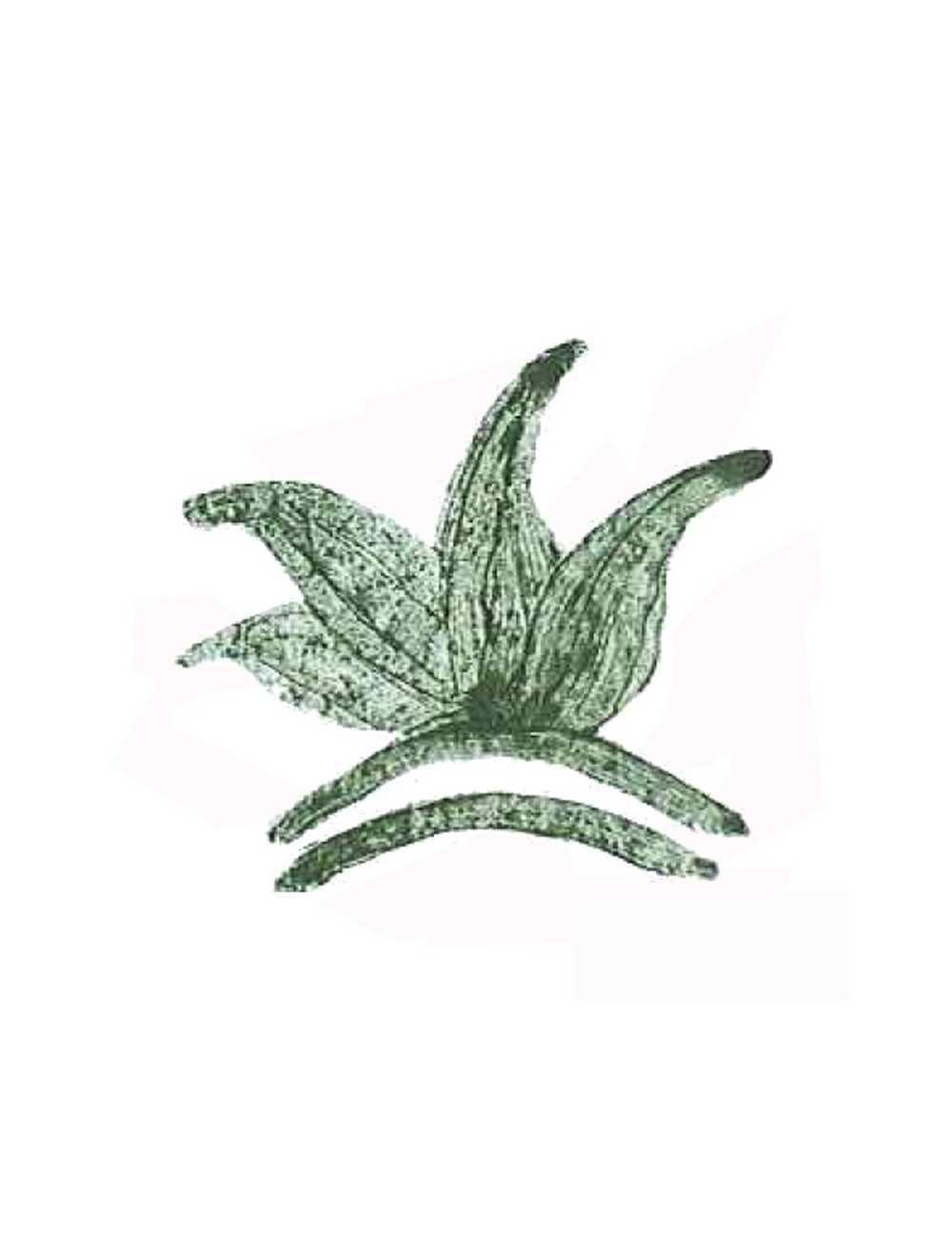 COLORANT POUDRE VERT PERSAN P214