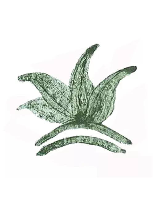 COLORANT POUDRE VERT PERSAN P214