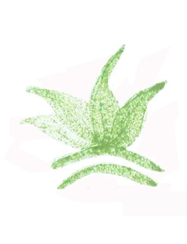 COLORANT POUDRE  VERT VICTORIA P69