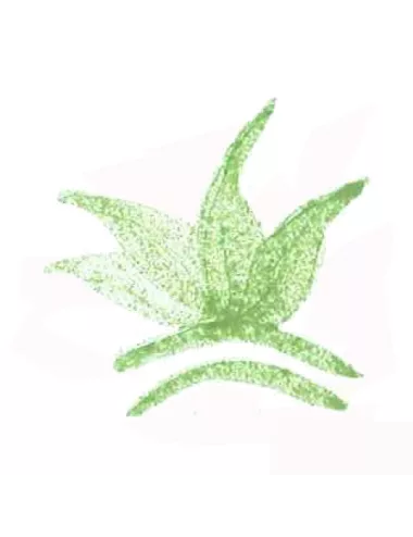 COLORANT POUDRE  VERT VICTORIA P69