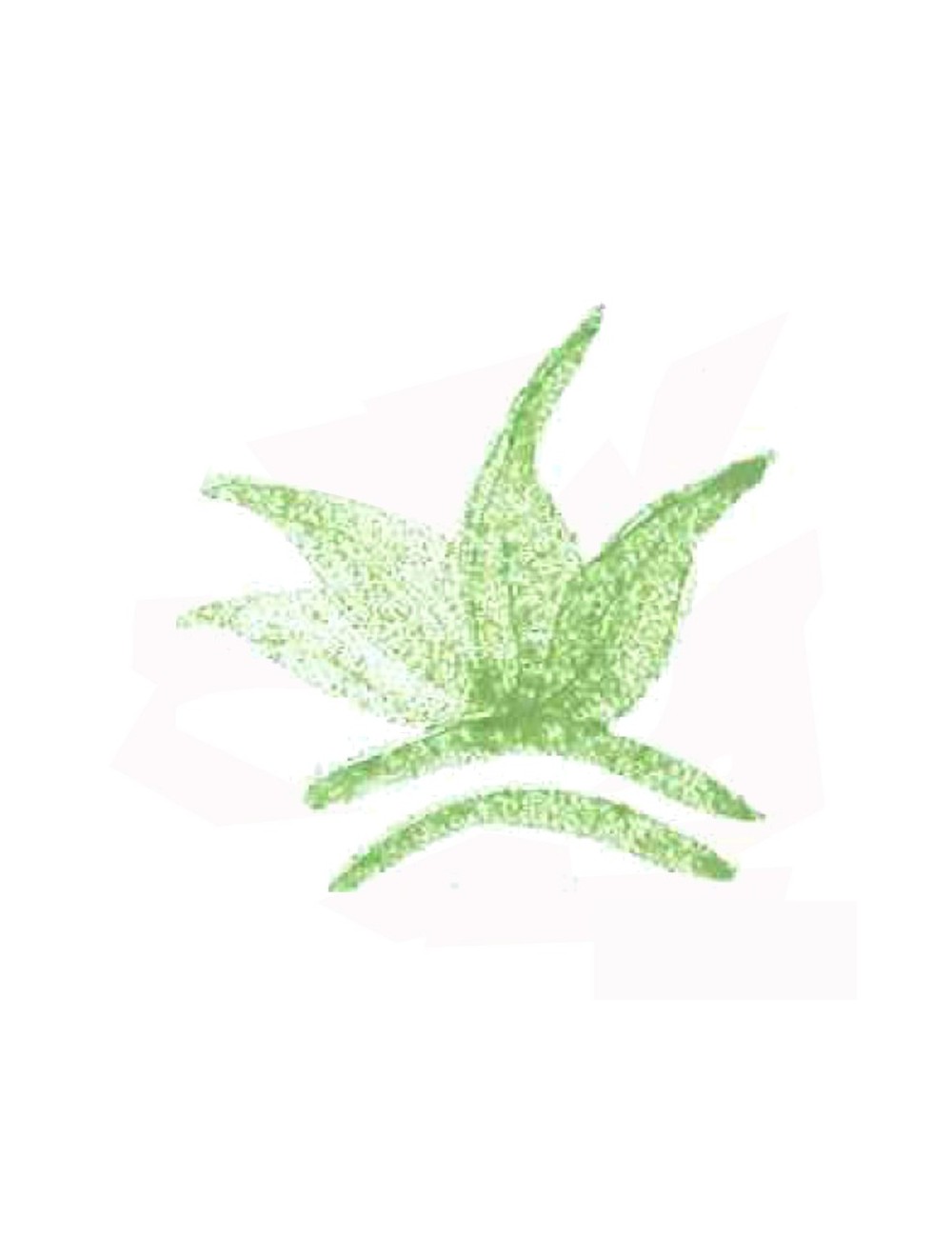 COLORANT POUDRE  VERT VICTORIA P69