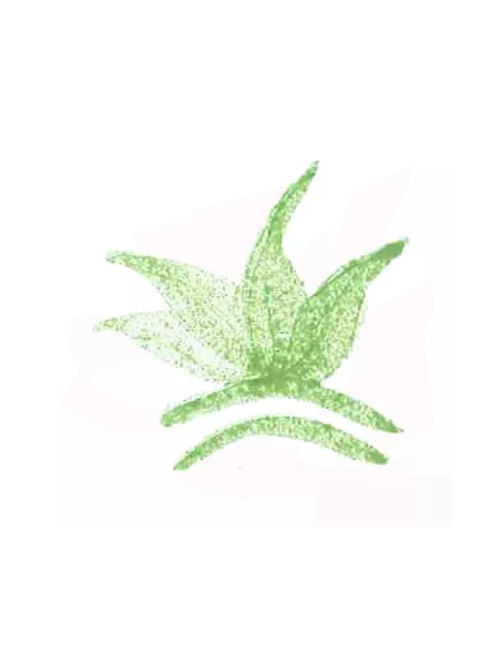COLORANT POUDRE  VERT VICTORIA P69