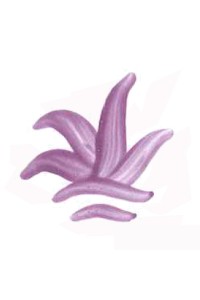 COULEUR SEMI OPAQUE LILAS VP.3110